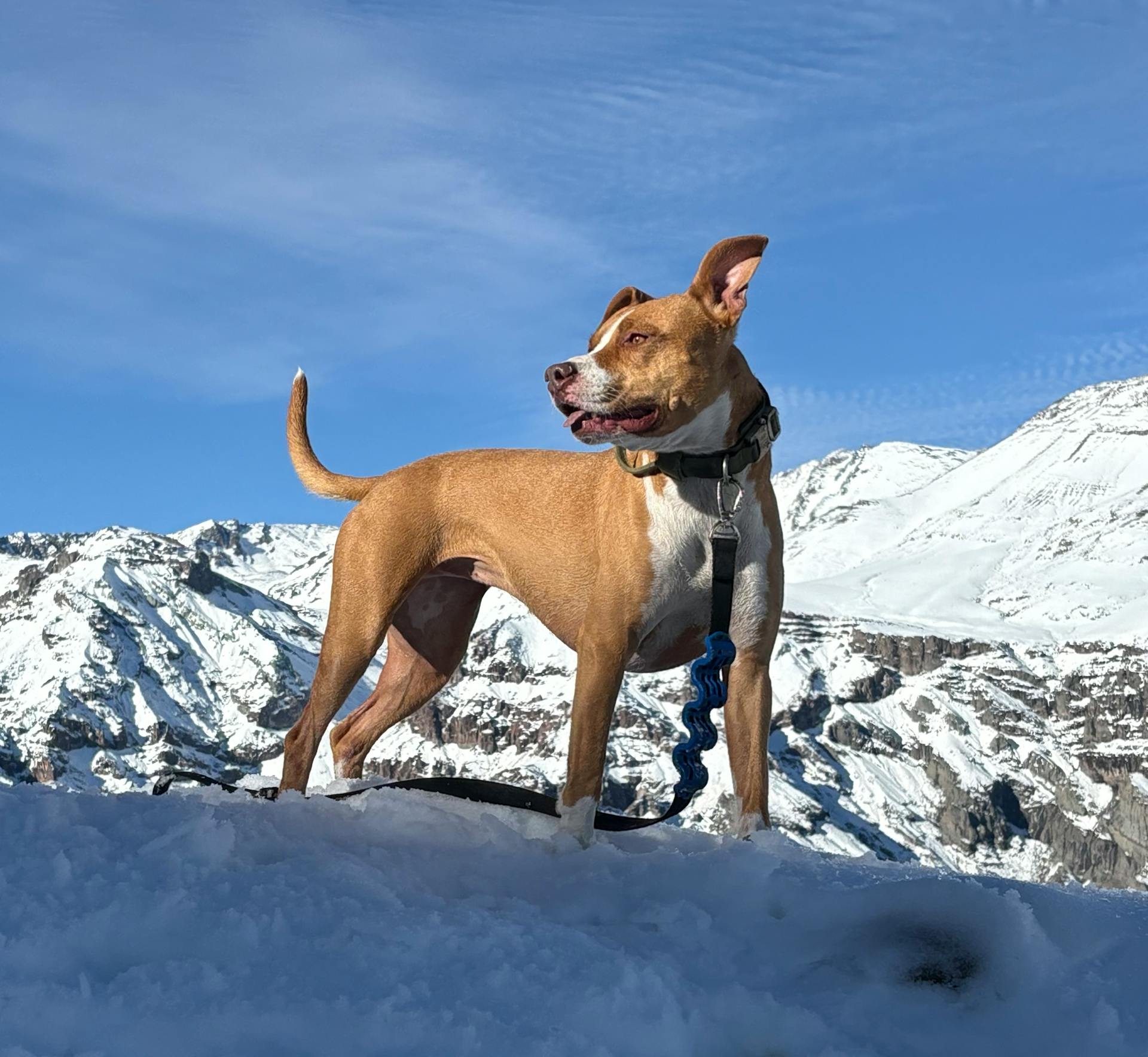 pexels-leonardo-merlo-1124828-32208036